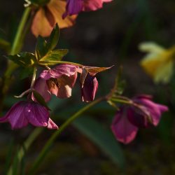 Christrose Lenzrose Rot