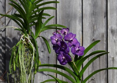 Vanda Orchideen Haengend