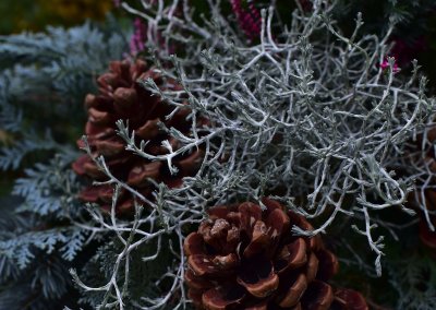 Zapfen und Zweige - Winterstimmung
